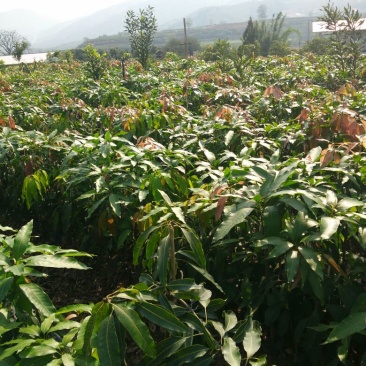 芒果苗1m以下