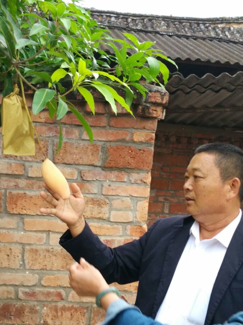 芒果苗1m以下