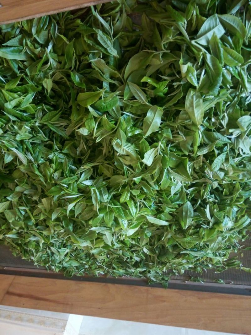 普洱茶特级
