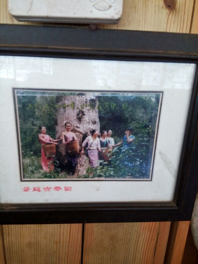 普洱茶特级