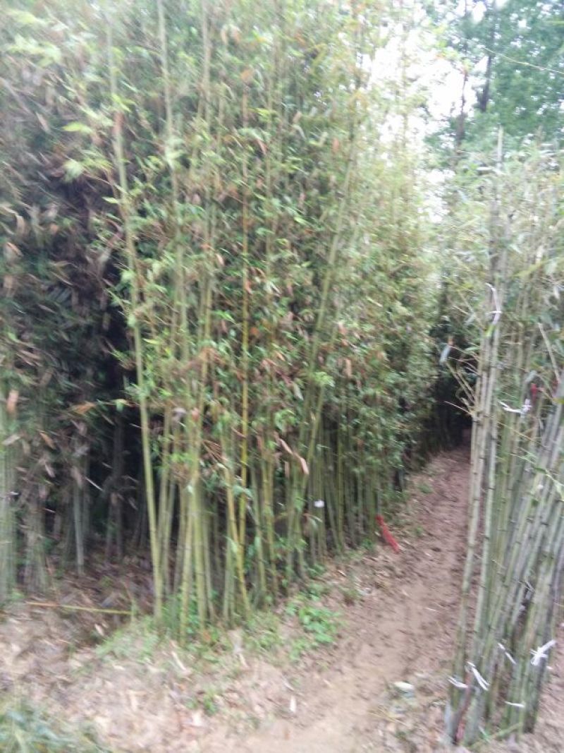 淡竹3~4m