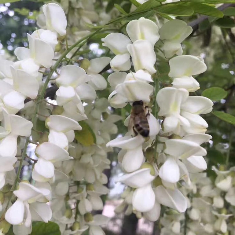 槐花蜜