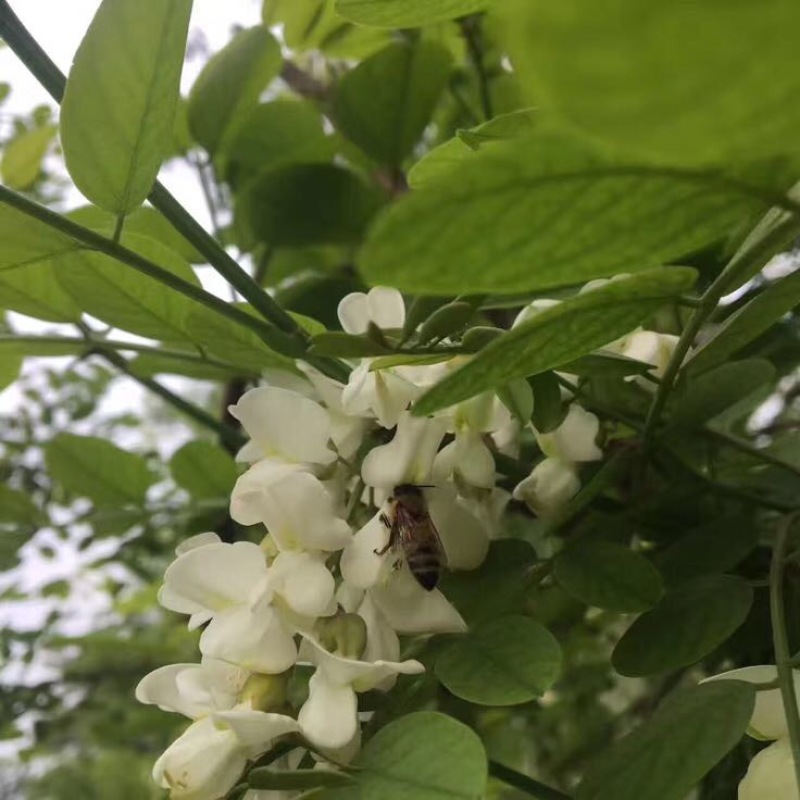 槐花蜜