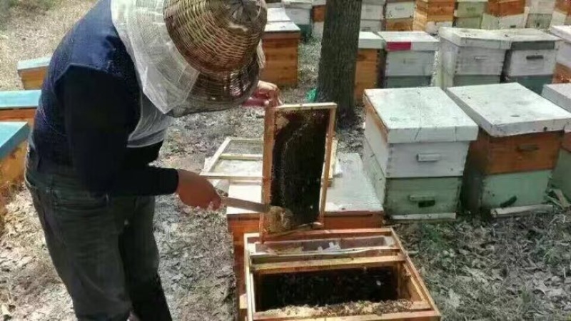 槐花蜜