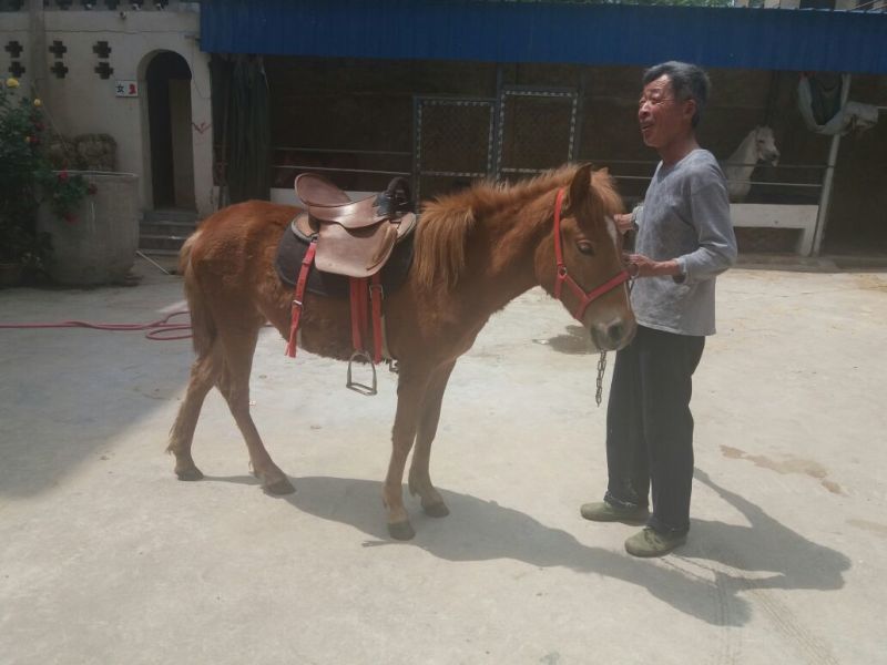 矮马妇女儿童骑乘