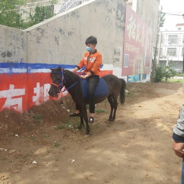 矮马妇女儿童骑乘