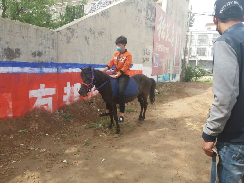 矮马妇女儿童骑乘