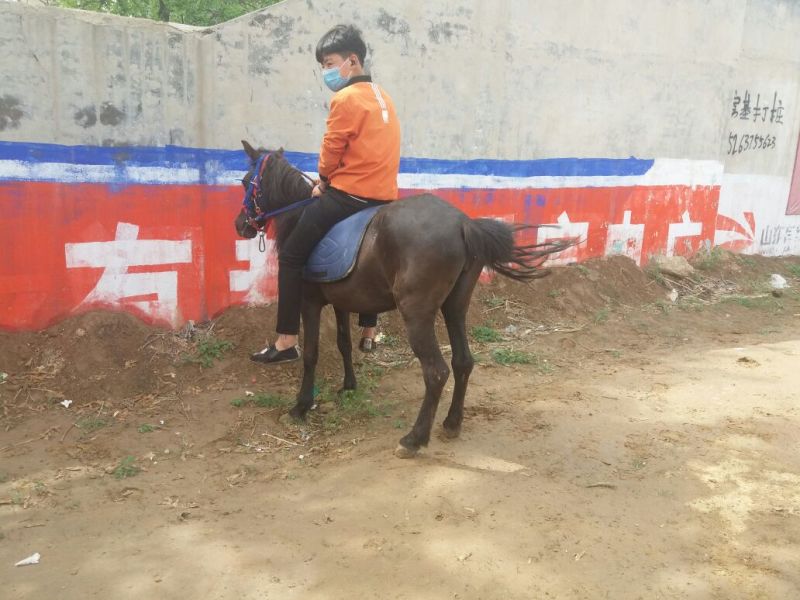 矮马妇女儿童骑乘
