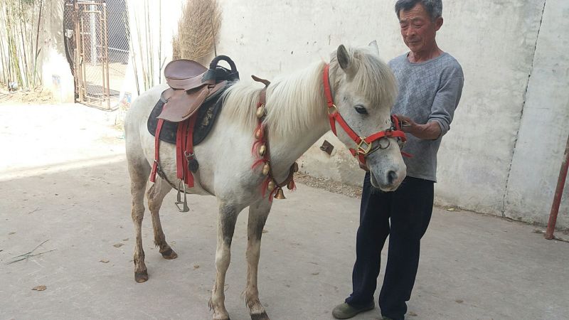 矮马妇女儿童骑乘