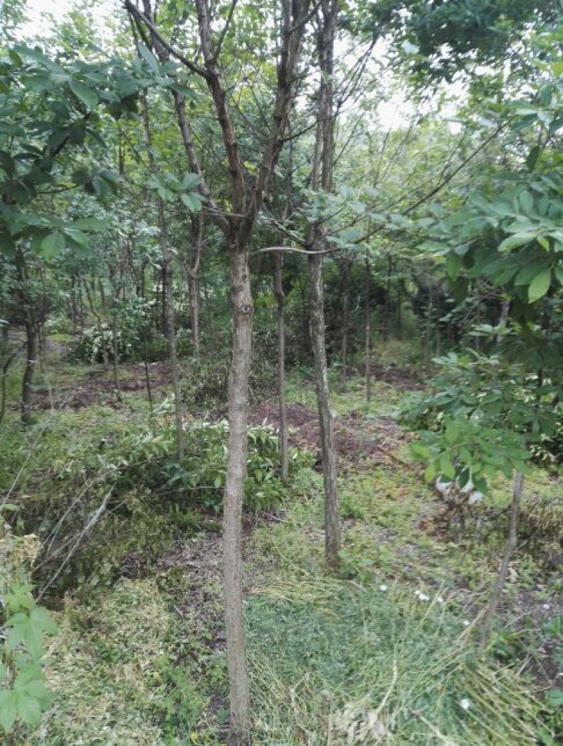流苏5~10cm
