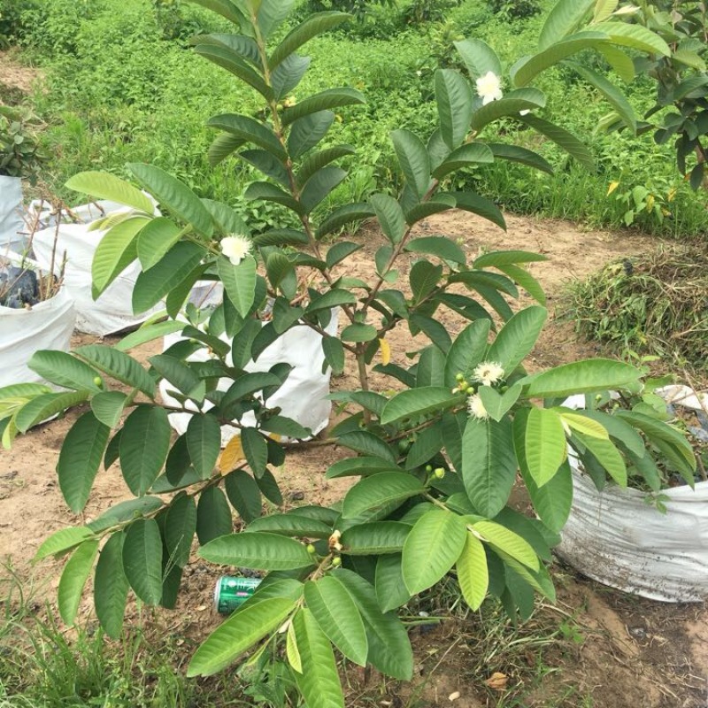 西瓜番石榴苗