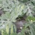 8424西瓜5斤打底8成熟2茬