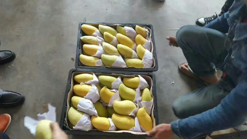白象牙芒4两以上