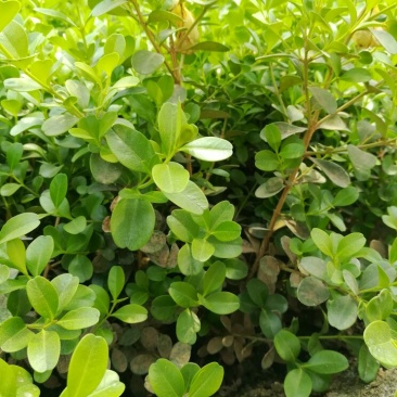 黄杨4~6cm4cm以下0.5~1米
