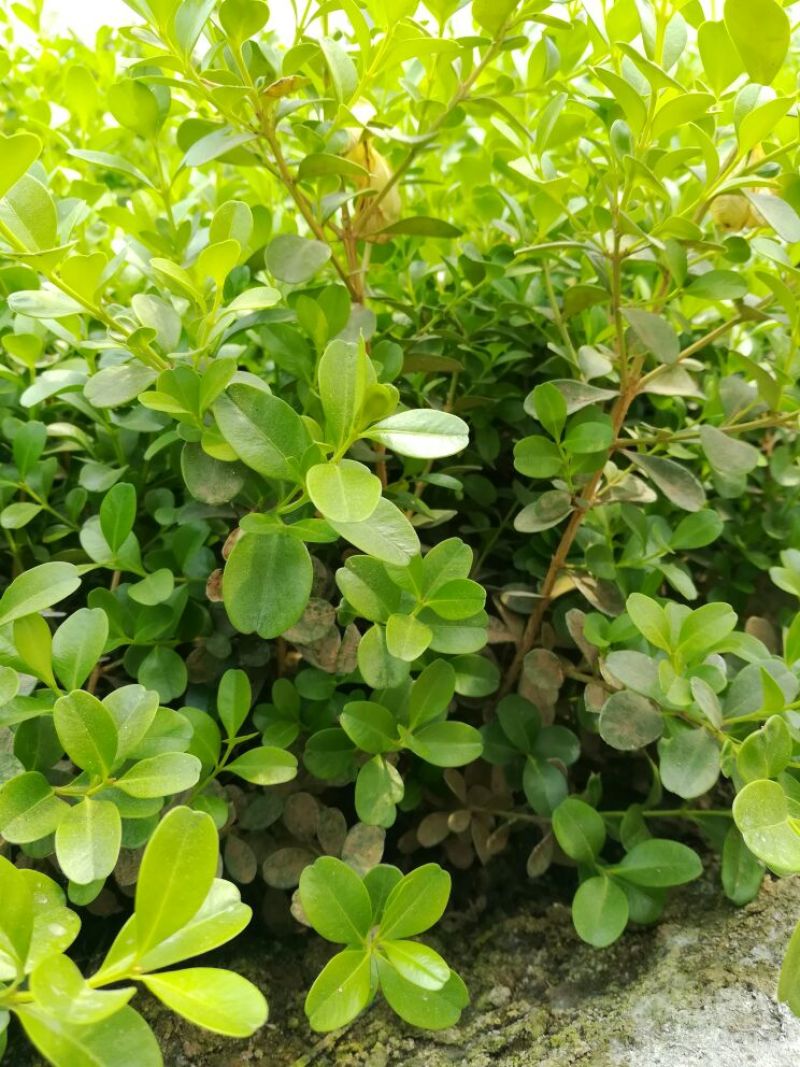 黄杨4~6cm4cm以下0.5~1米