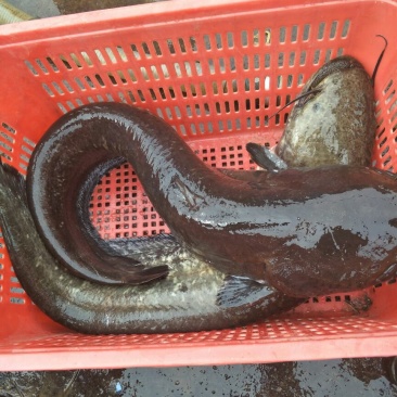 大口鲶食用