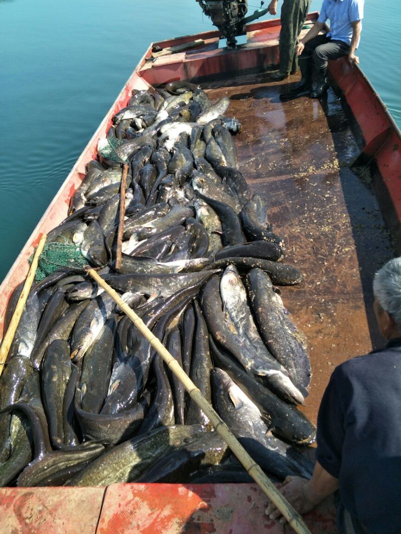 大口鲶食用
