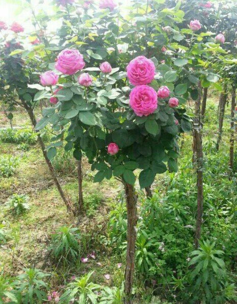 树状月季80cm以上