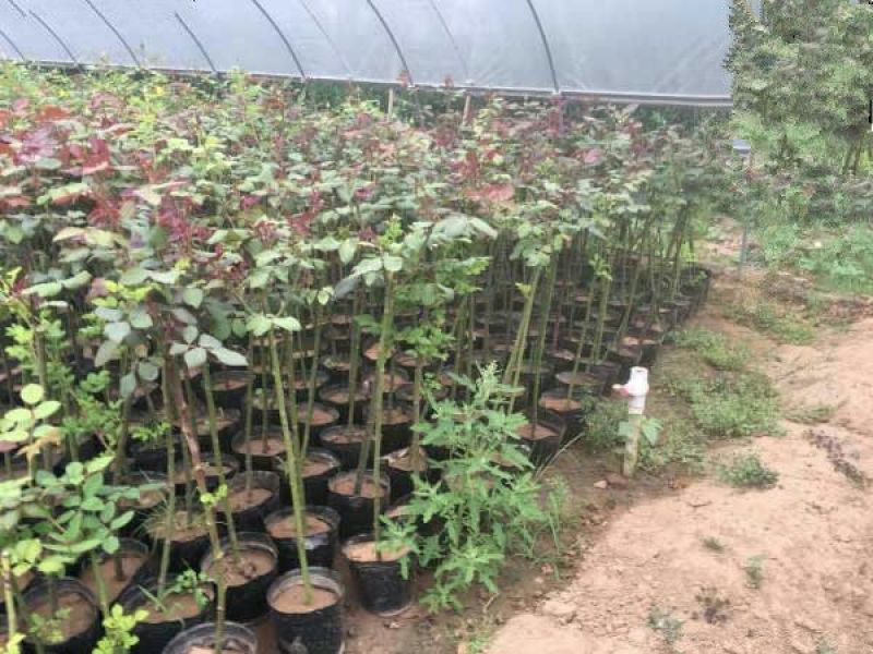 树状月季80cm以上