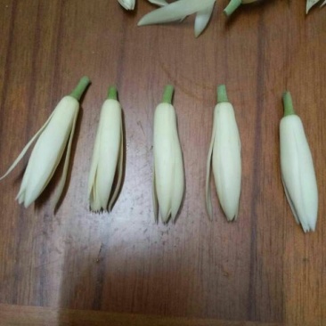 玉兰花