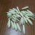 玉兰花