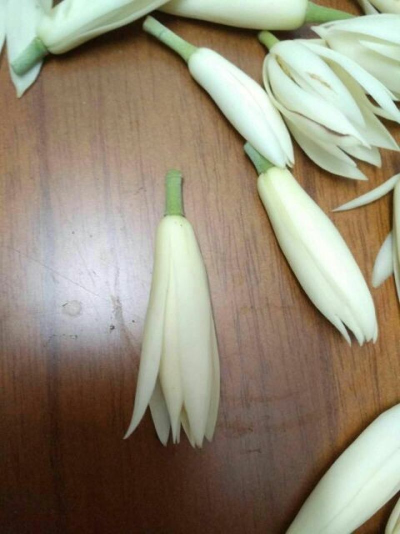 玉兰花