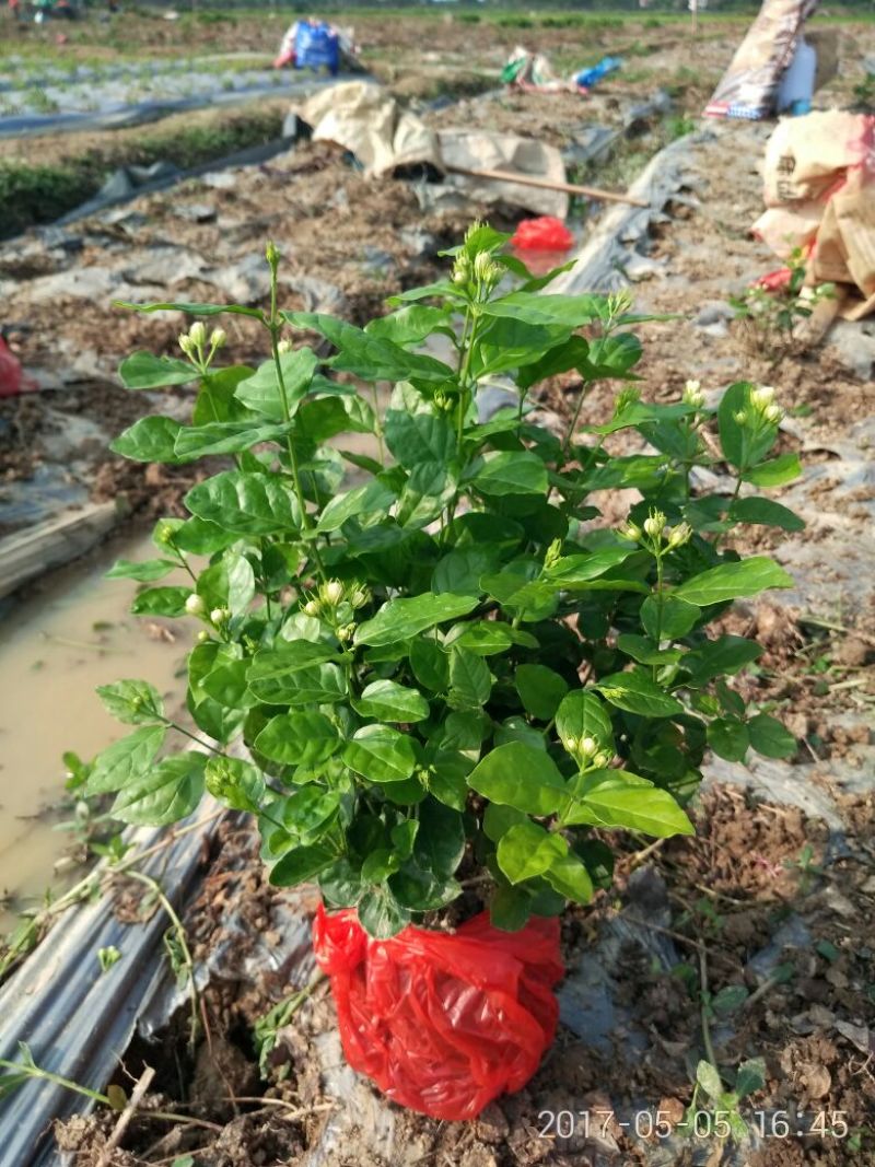 茉莉花不含盆