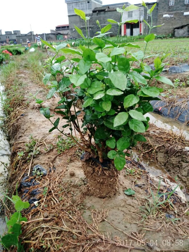 茉莉花不含盆