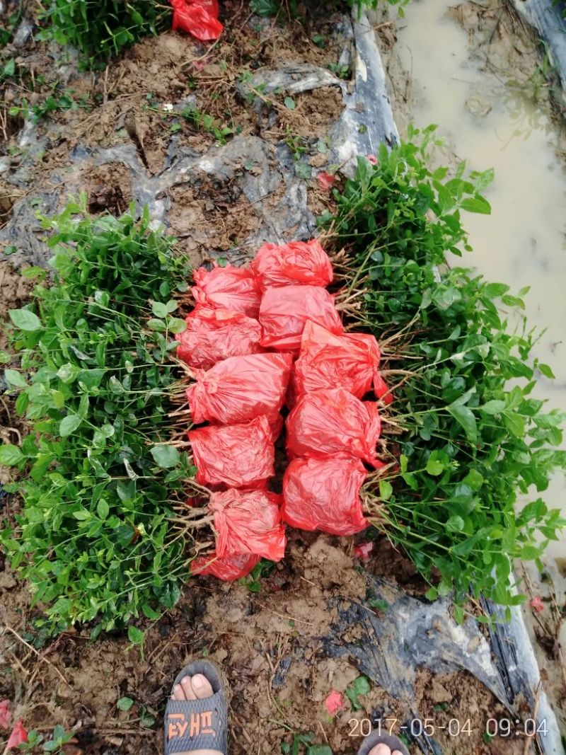 茉莉花不含盆