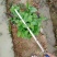 茉莉花不含盆