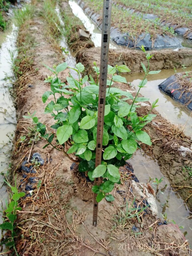 茉莉花不含盆