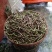 四季豆紫花四季豆15~20厘米，基地出货