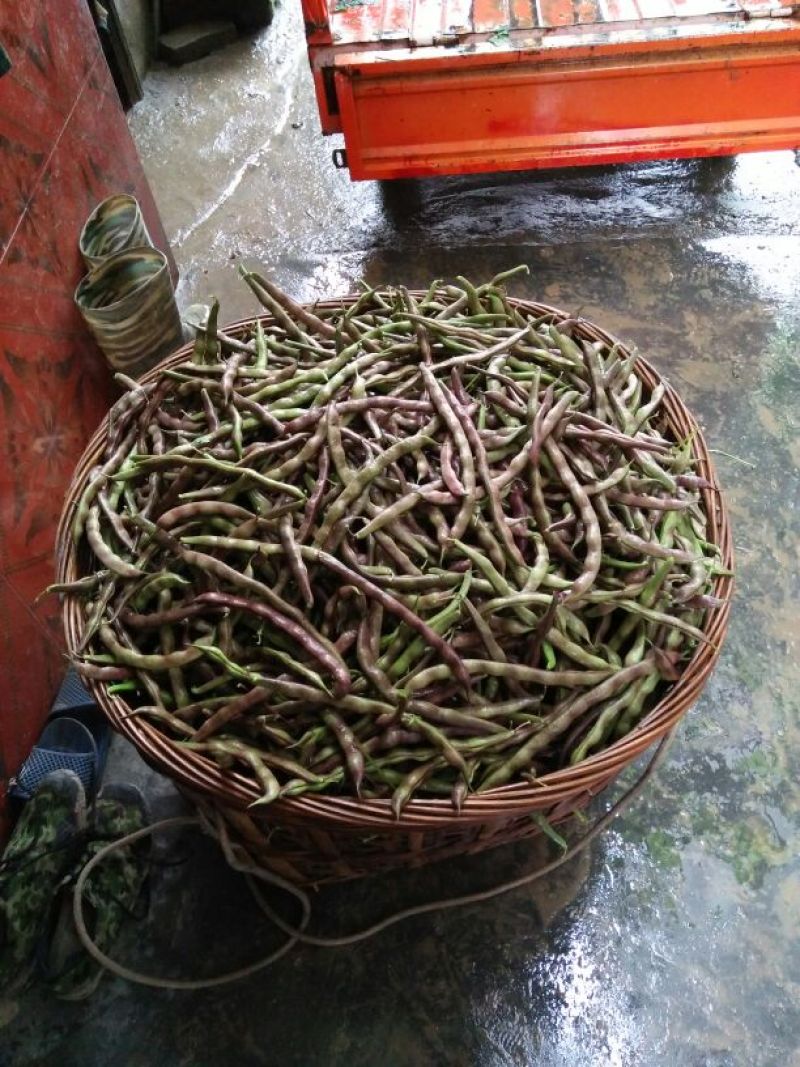 四季豆紫花四季豆15~20厘米，基地出货