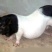 藏香猪公