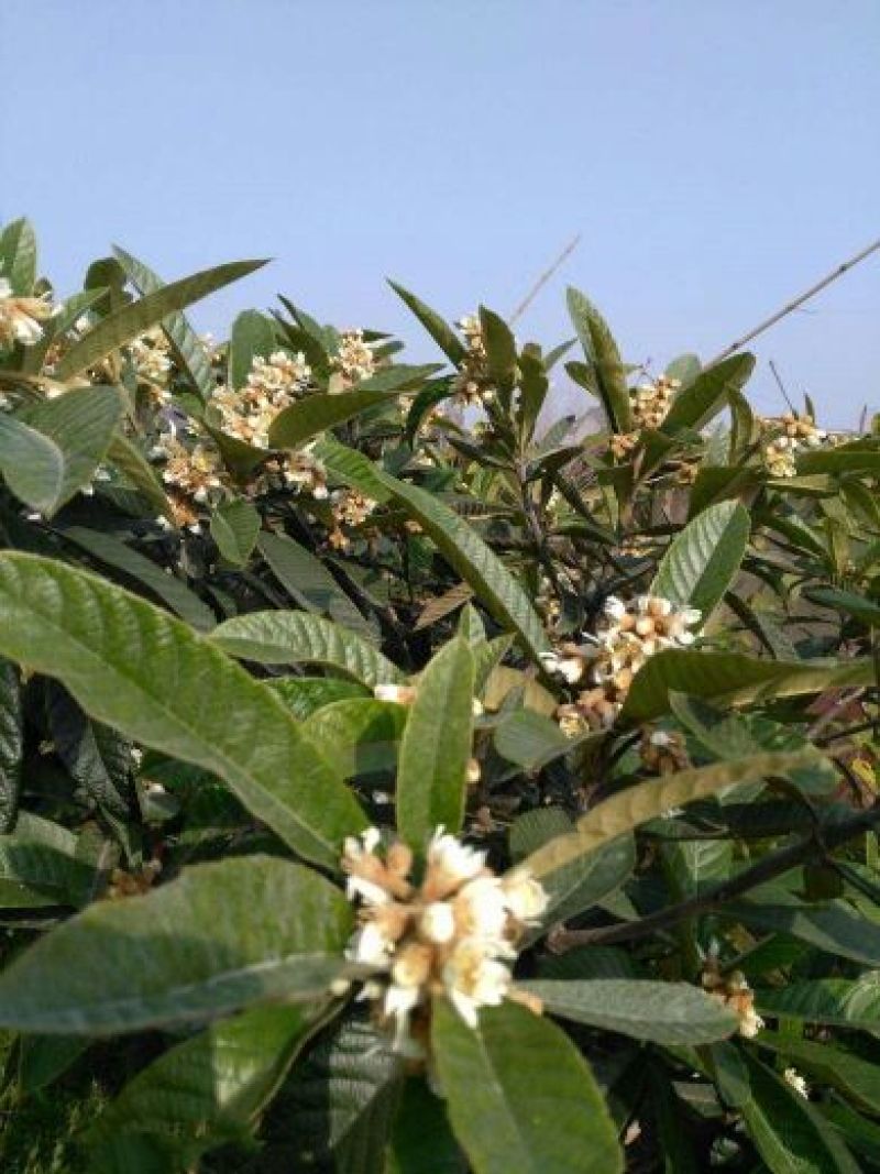 枇杷树苗20~30cm