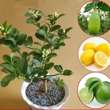香水柠檬树苗50~80cm