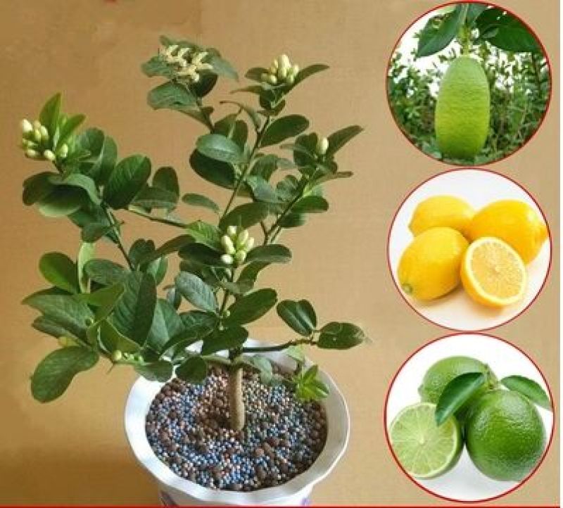 香水柠檬树苗50~80cm