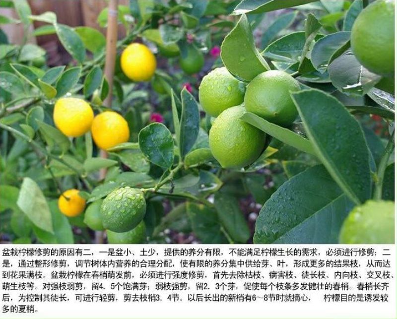 香水柠檬树苗50~80cm