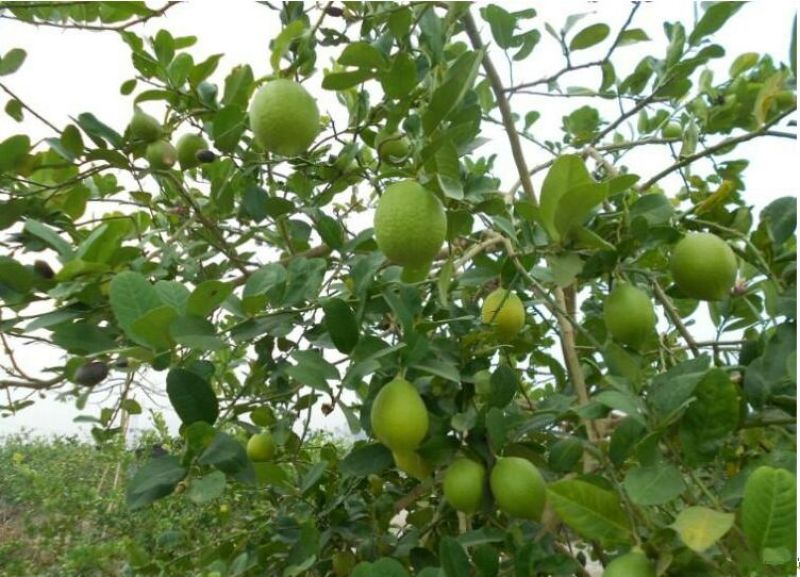 香水柠檬树苗50~80cm