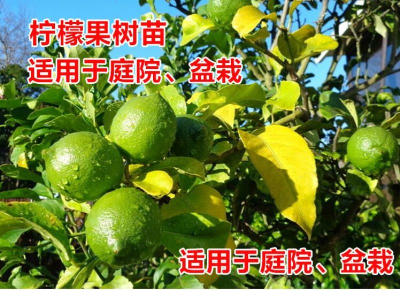 香水柠檬树苗50~80cm
