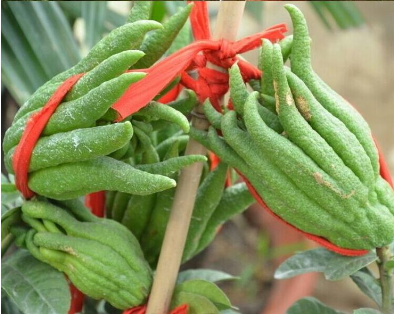 佛手树苗
