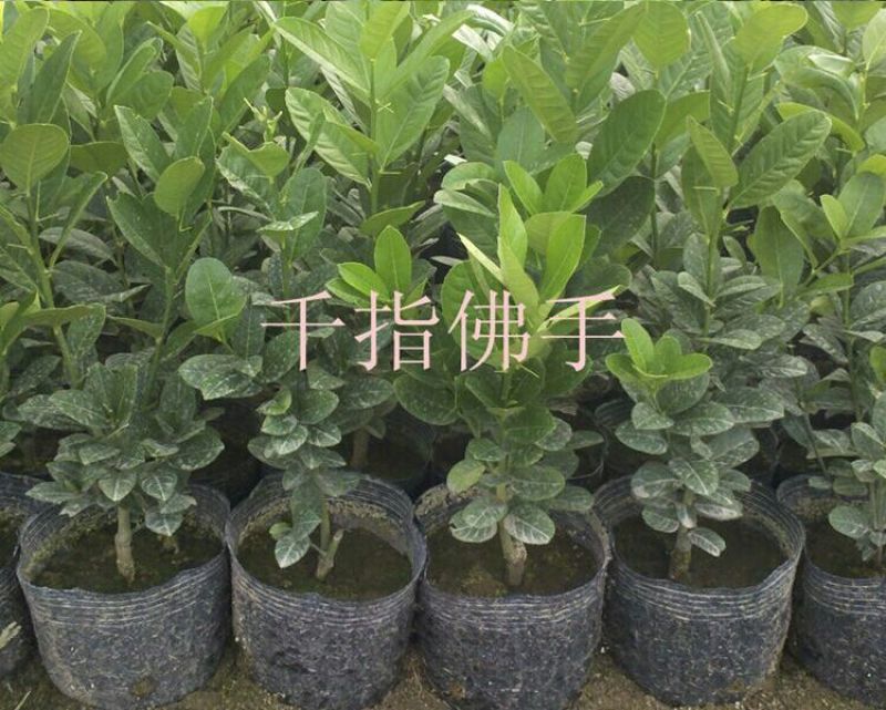 佛手树苗