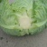 甘蓝1~2公斤，硬叶耐运，清秀无虫眼