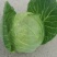 甘蓝1~2公斤，硬叶耐运，清秀无虫眼