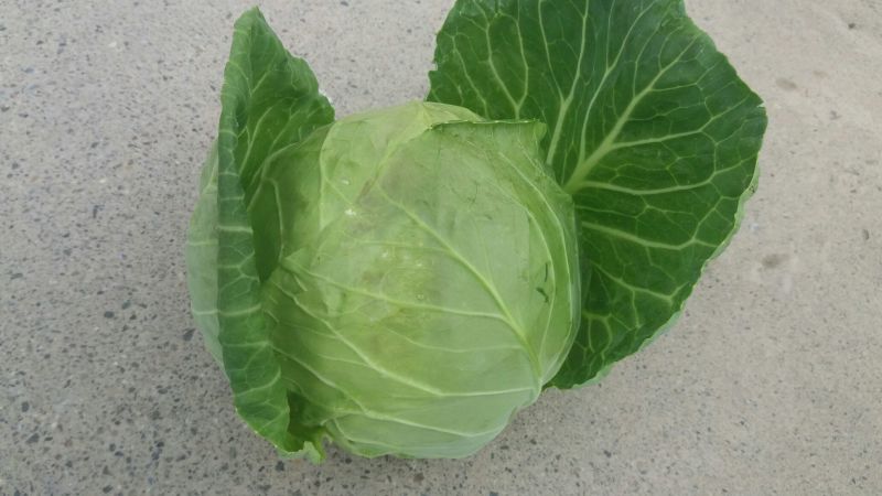 甘蓝1~2公斤，硬叶耐运，清秀无虫眼
