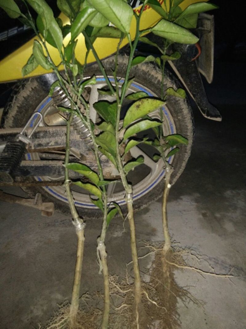 黄金柑桔苗30~50cm