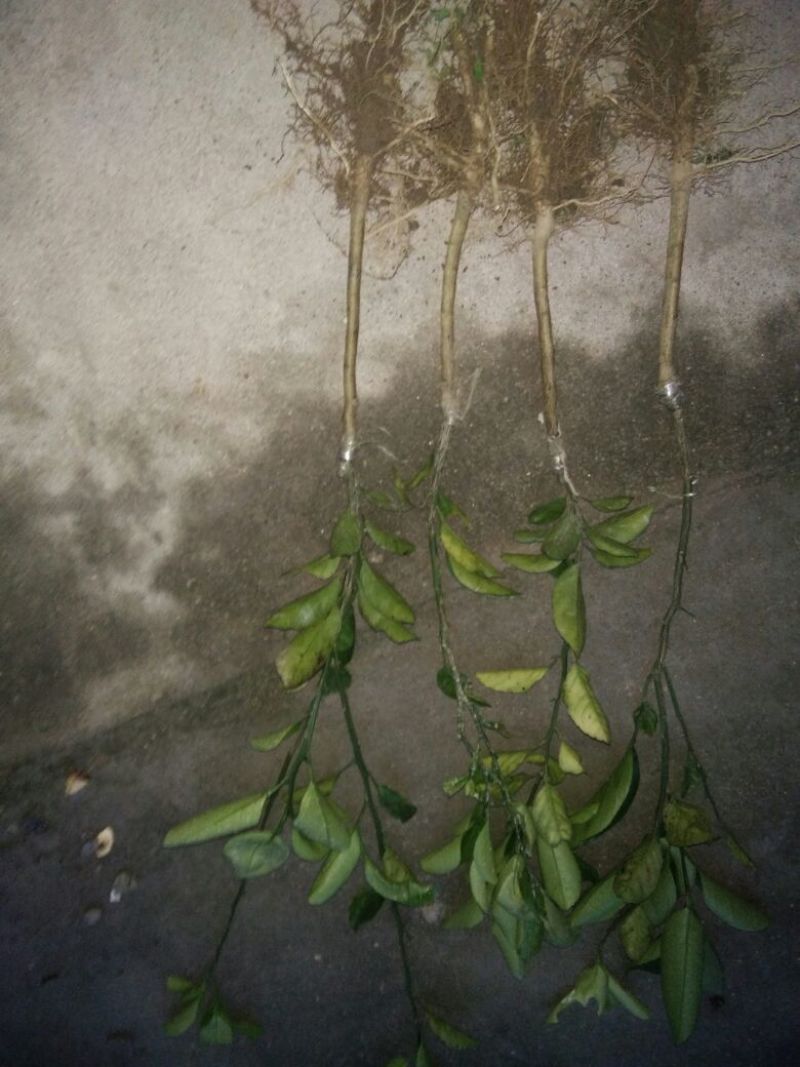 黄金柑桔苗30~50cm