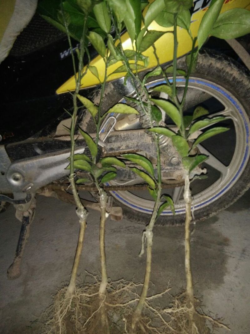 黄金柑桔苗30~50cm