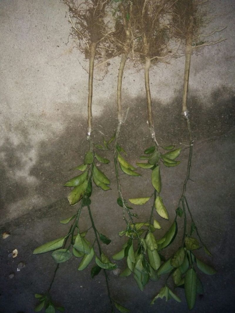 黄金柑桔苗30~50cm