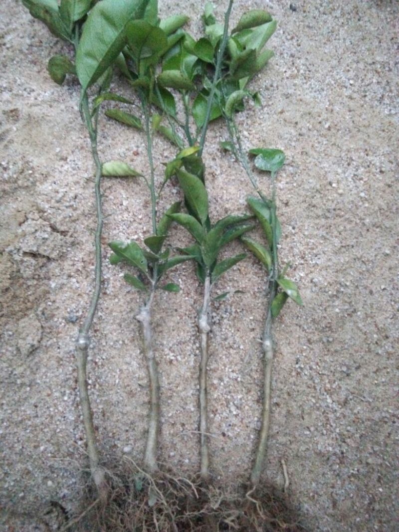 黄金柑桔苗30~50cm